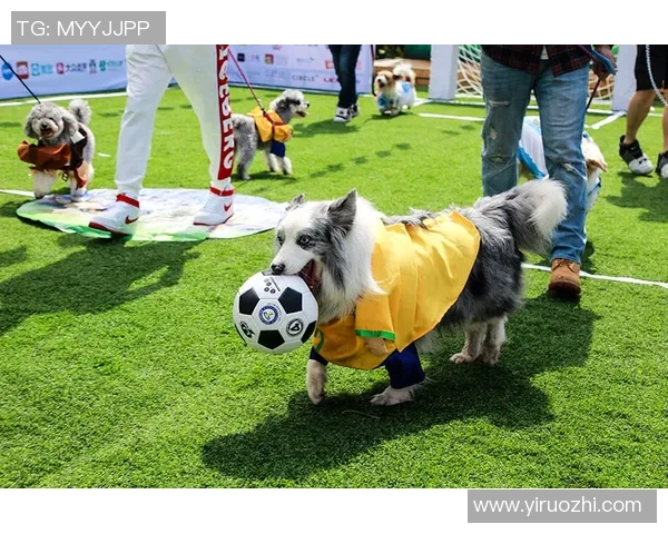 足球明星与萌犬同框瞬间展现温馨友谊与运动魅力